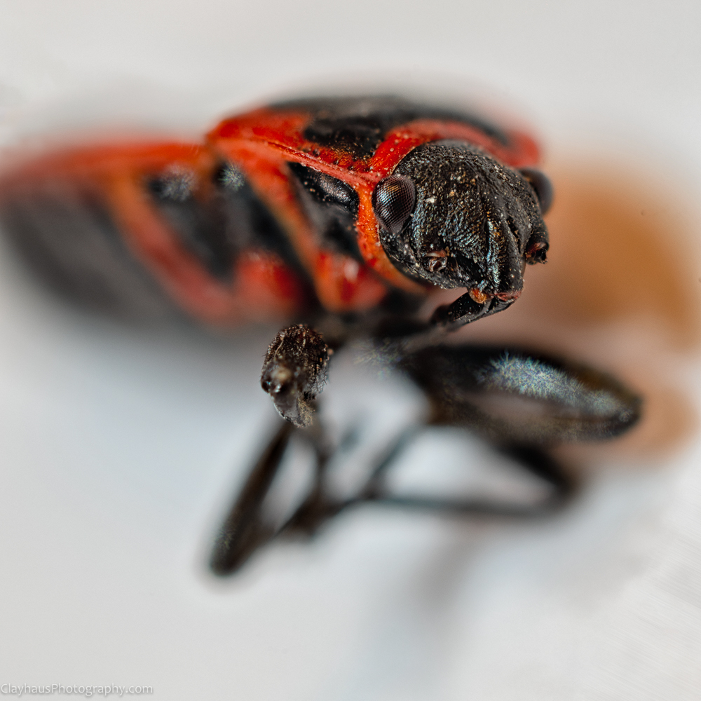 ClayhausPhotography-2020-07-12-16