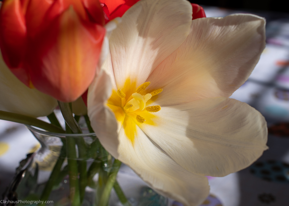 ClayhausPhotography-CLAY0920