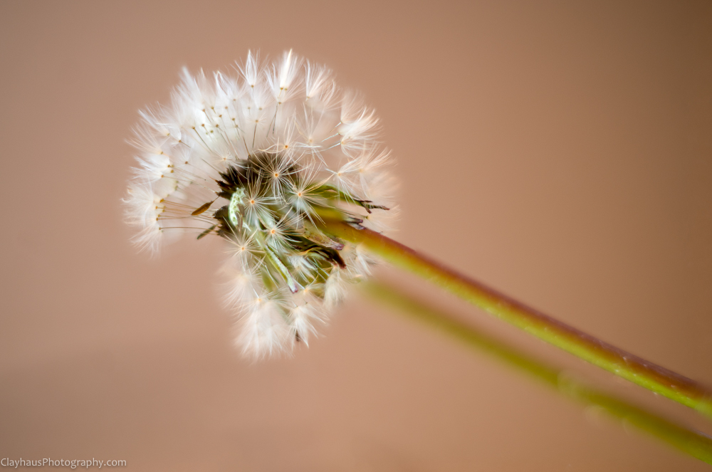 ClayhausPhotography-CLAY0980-86-edit-fs7