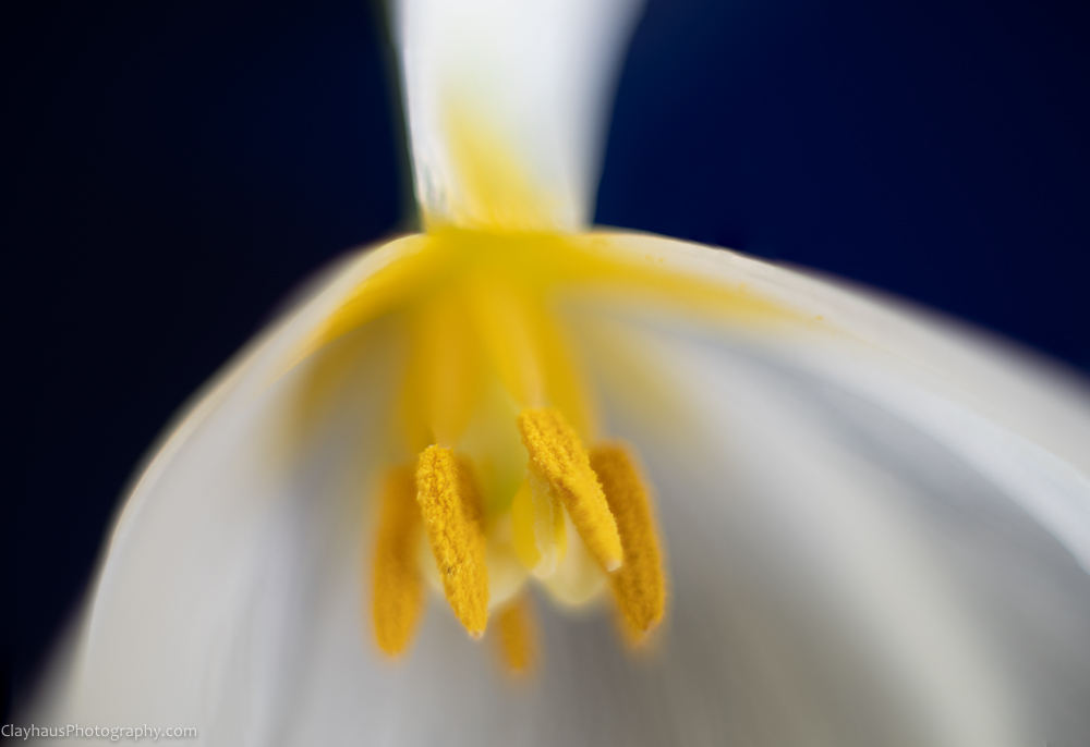 ClayhausPhotography-CLAY1112-15-edit-fs4